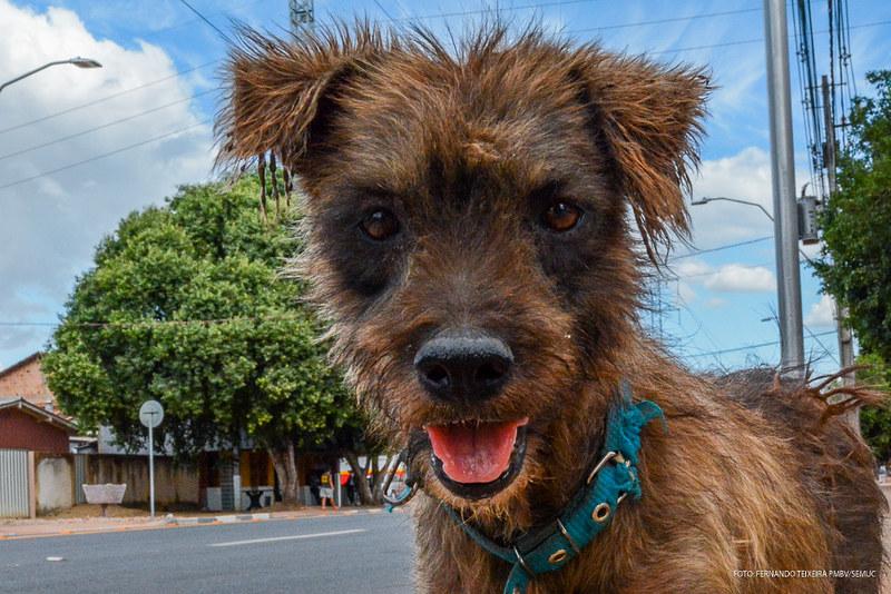 Vacinação de cães e gatos começa neste sábado (06) em Boa Vista