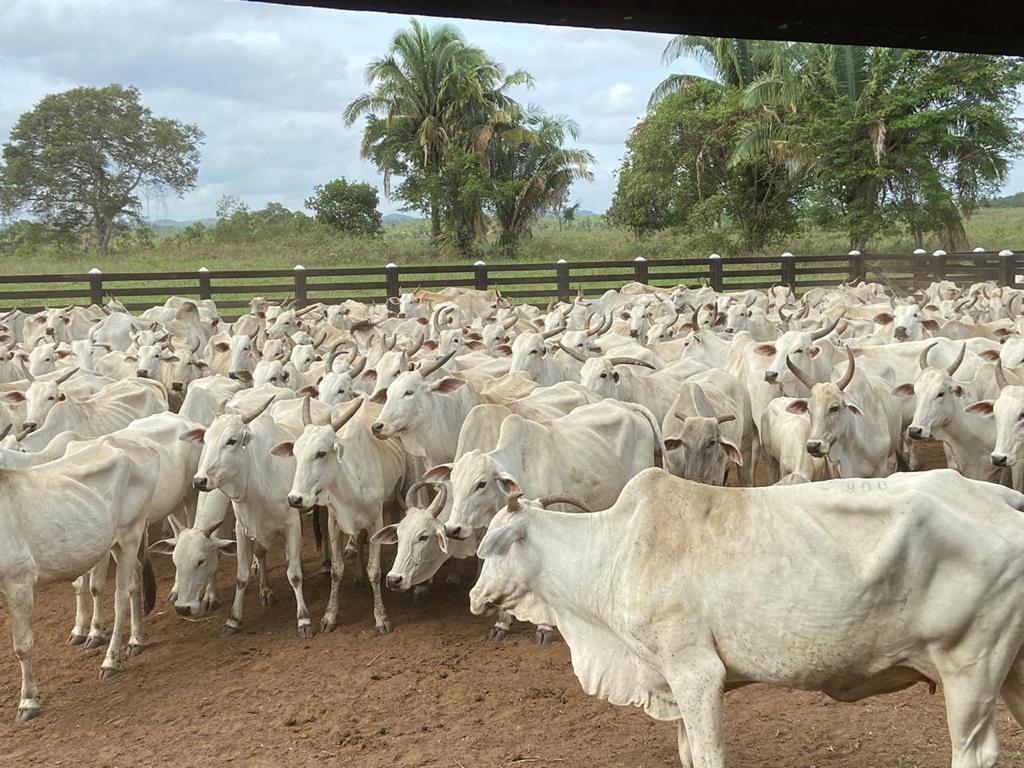 Prazo para notificação de vacina contra febre aftosa vai até sexta-feira (18)