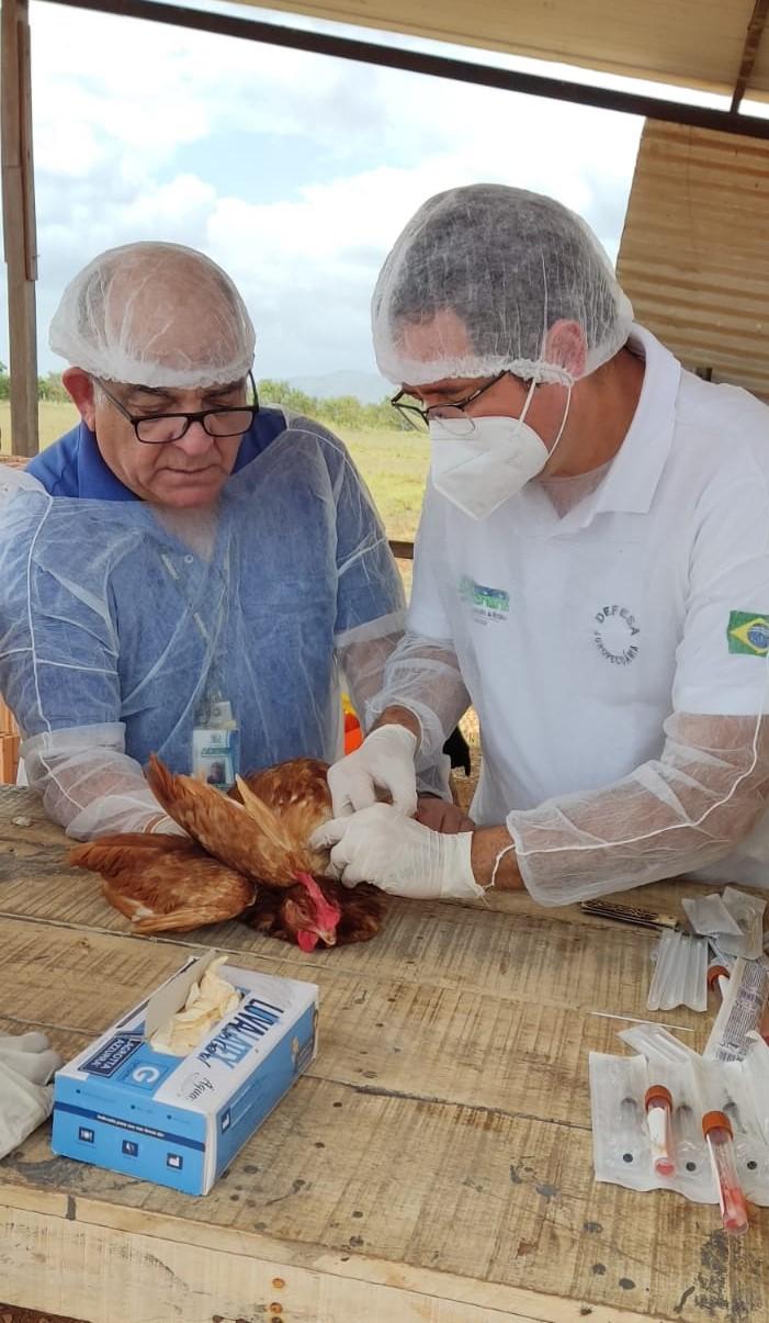 COMBATE À GRIPE AVIÁRIA