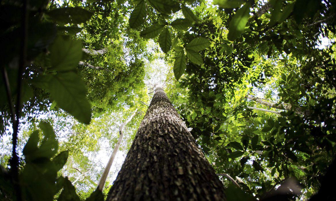 Programa vai formar empreendedores que apoiem a Floresta Amazônica
