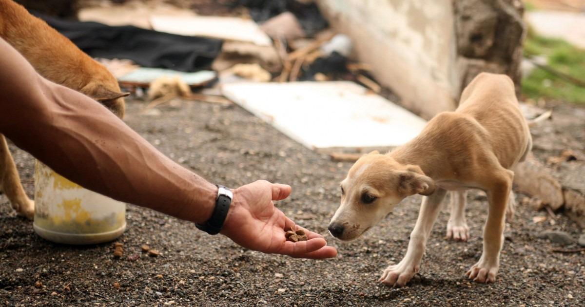 PL É aprovada e obriga condomínios e estabelecimentos a denunciarem aos órgãos públicos, abuso e maus tratos aos animais