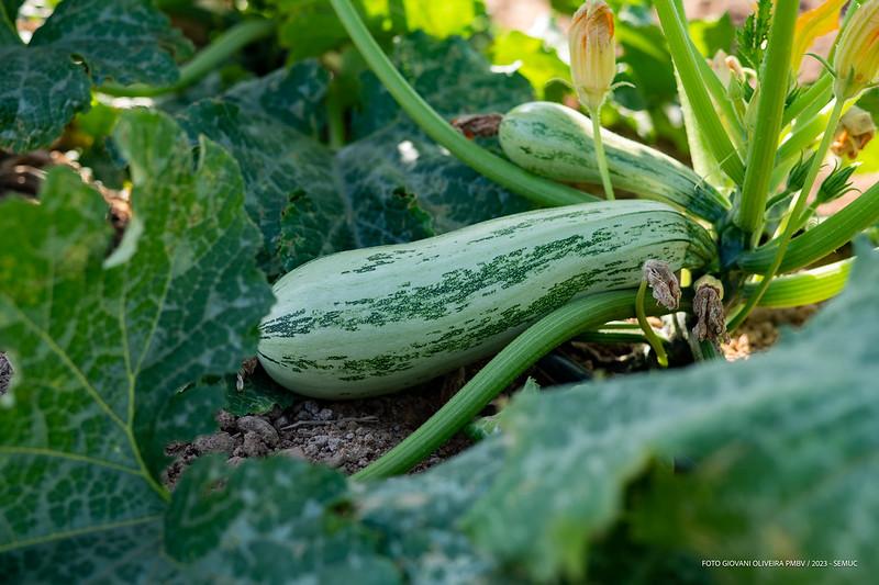 Prefeitura promove 1º Dia de Campo em Hortifruticultura de Boa Vista