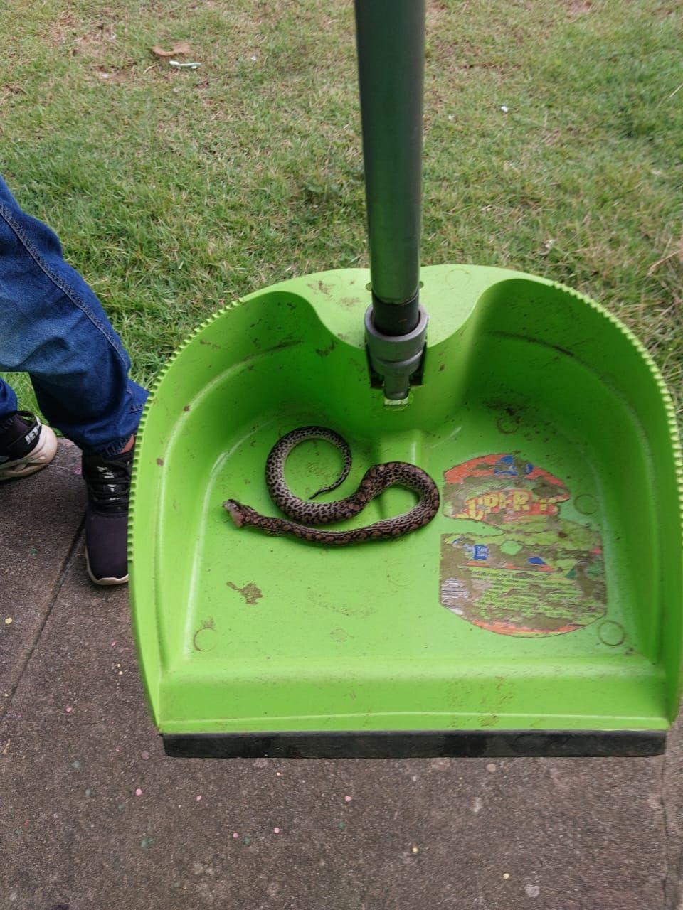 Cobra é encontrada em escola de Caracaraí durante a Fiscalização Ordenada