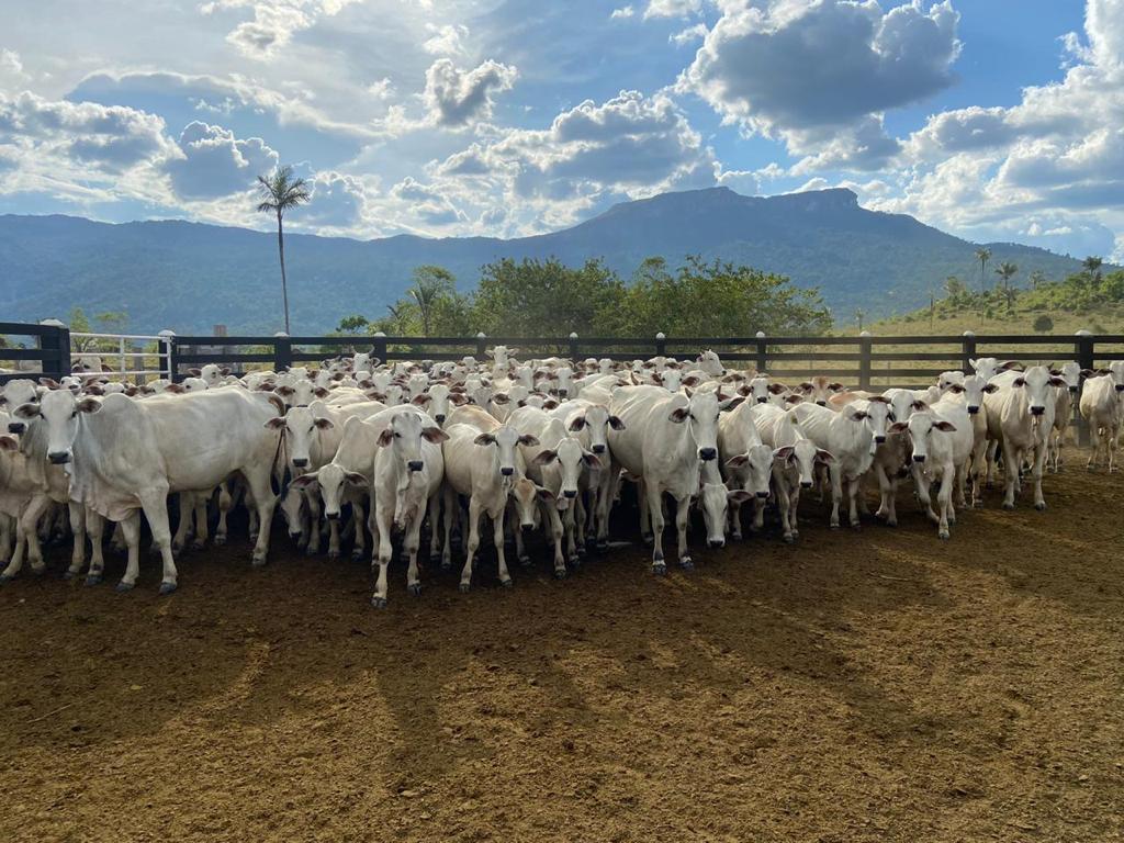 Abate de bovinos em Roraima bate recorde no mês de março