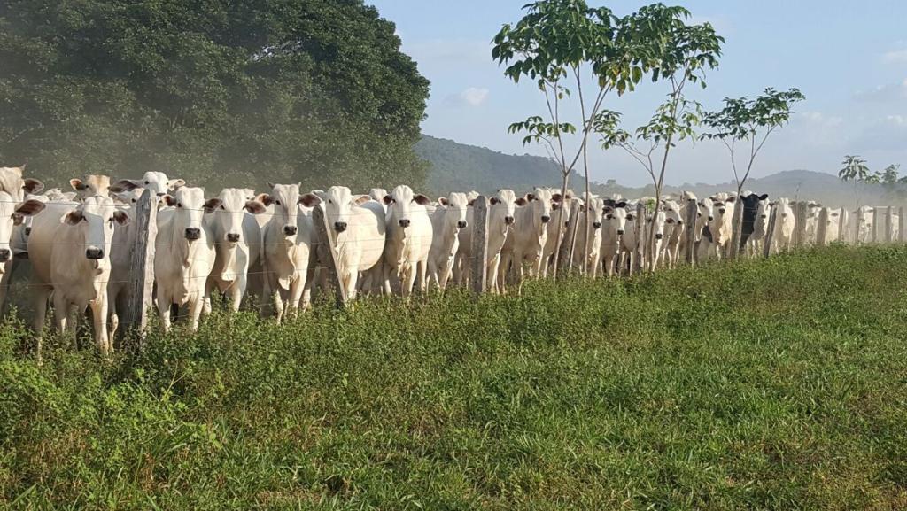 Cobertura vacinal atinge mais de 97% do rebanho de Roraima