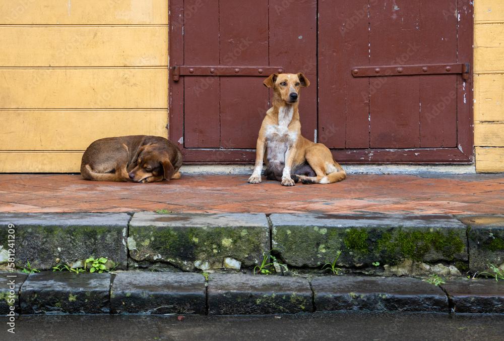 Cuidados com animais de rua pode ajudar a solucionar superpopulação, afirmam professores