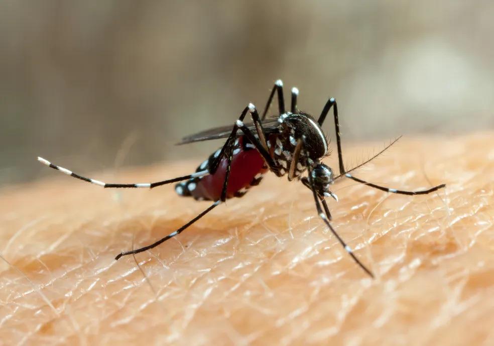 Fiocruz identifica três casos de dengue sorotipo 3 em Roraima e acende alerta