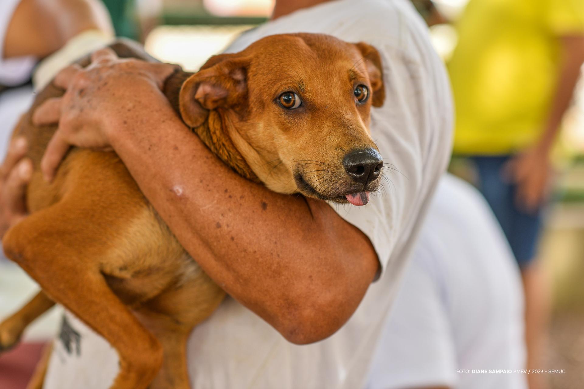 Mais de cinco mil cães e gatos são vacinados no primeiro dia de campanha em Boa Vista