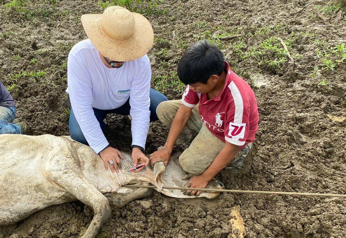 ADERR realiza sorologia em bovinos na zona de proteção