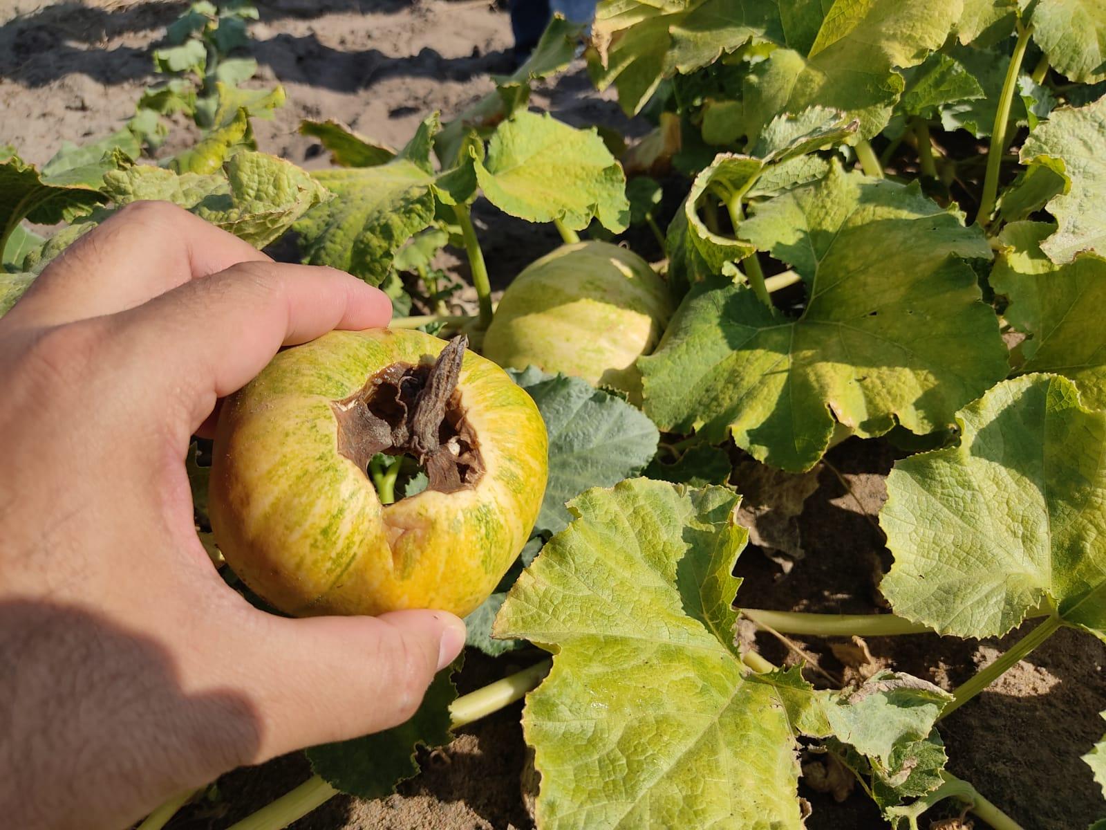 El Niño prejudica lavouras da Agricultura Familiar em RR