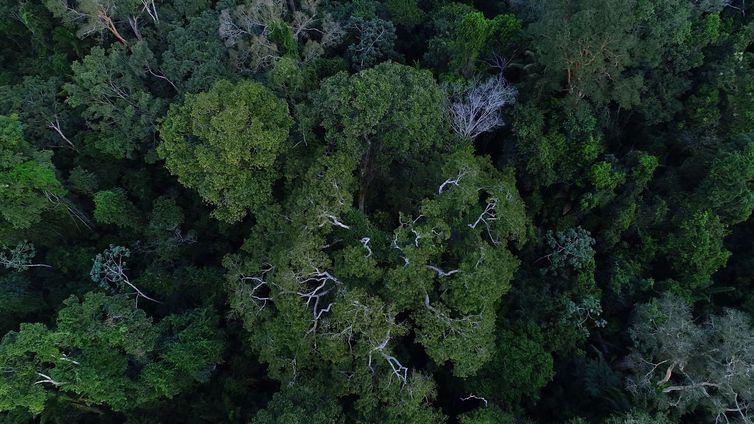 No Dia da Amazônia, organizações alertam sobre preservação do bioma