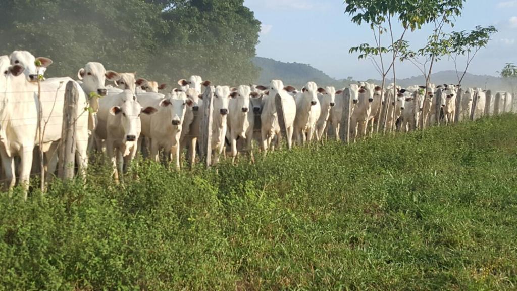 Vacinação contra febre aftosa inicia dia 1º de outubro