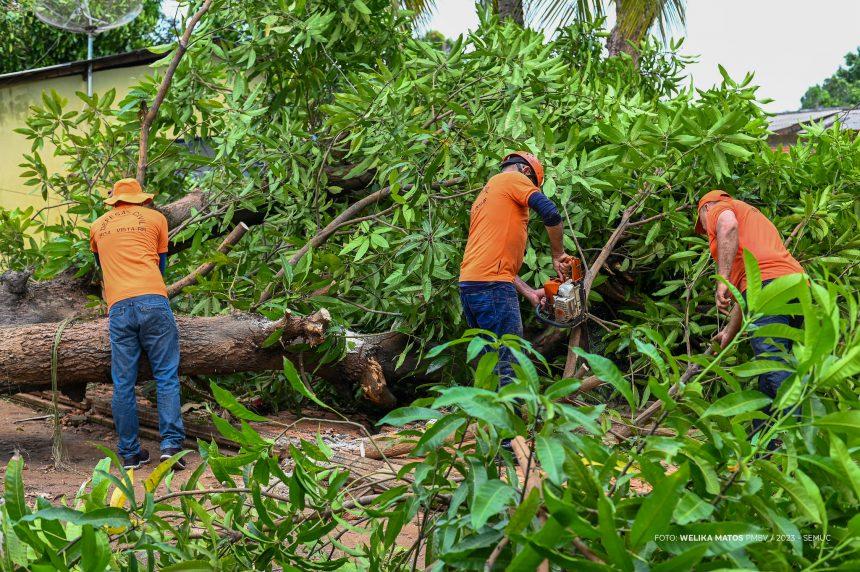 Defesa Civil trabalha na retirada de árvores e galhadas após a forte chuva em Boa Vista neste sábado, 14