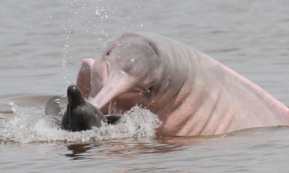 Equipe de Veterinários do Ibama se Mobiliza para Atender Botos no Lago Tefé, no Amazonas