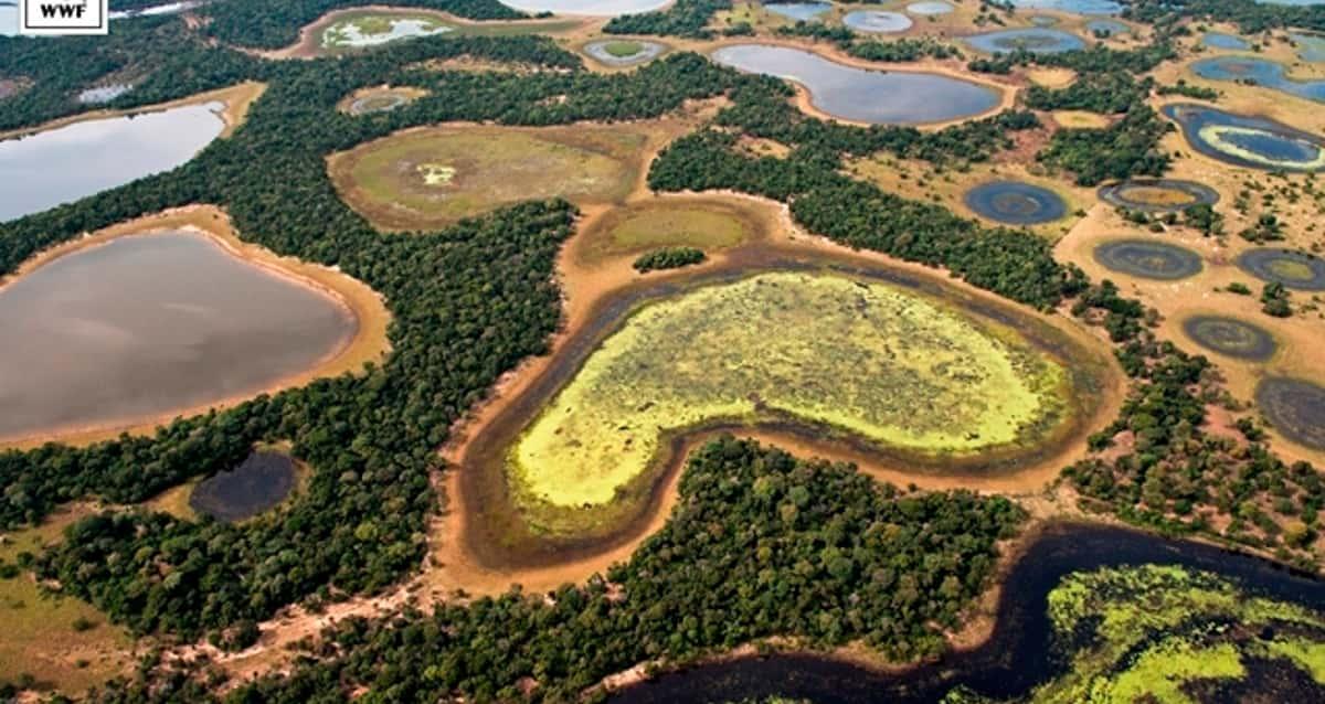 Dia do Pantanal, Celebrando e Conscientizando sobre a Importância deste Ecossistema Único