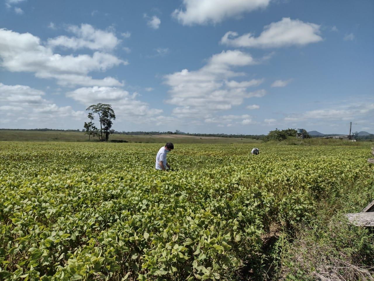 Vazio sanitário para o cultivo da soja em Roraima iniciará no próximo dia 19 de janeiro