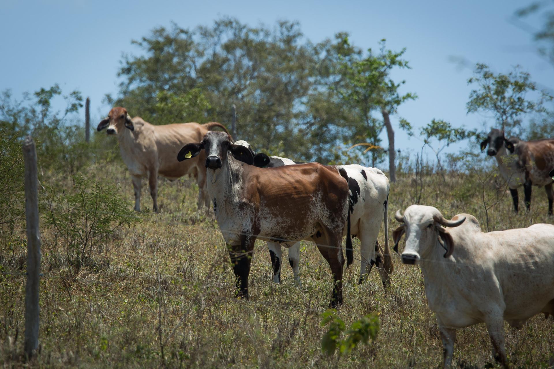 Roraima conquista status nacional livre da febre aftosa sem vacinação