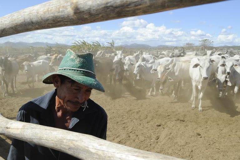 Conheça as atividades produtivas e regiões nas quais produtores rurais poderão renegociar o crédito rural