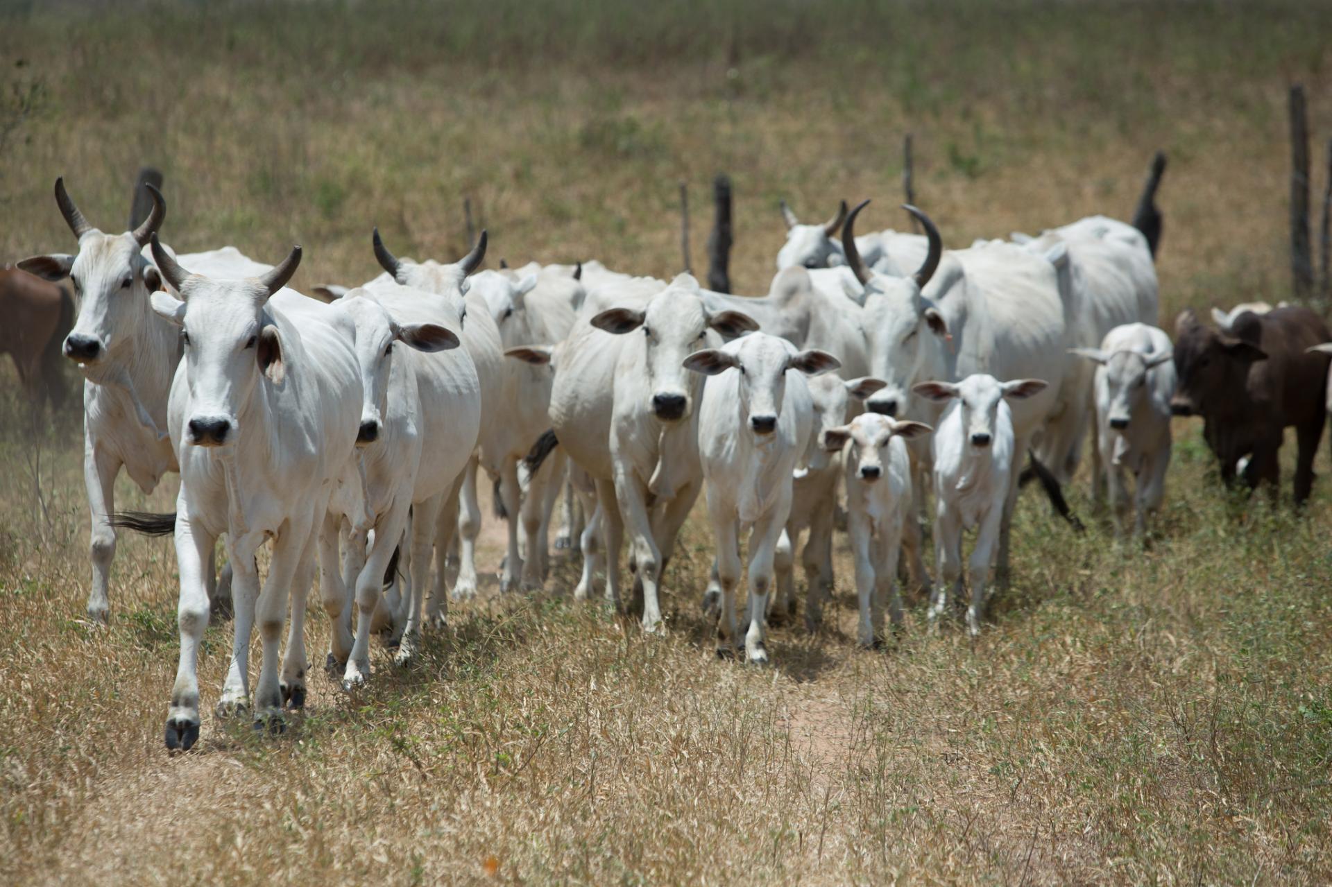 Produtores de Roraima poderão renegociar dívidas de Crédito Rural