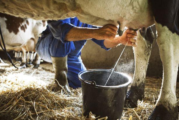 Inovação, desenvolvimento e sustentabilidade na cadeia produtiva do leite