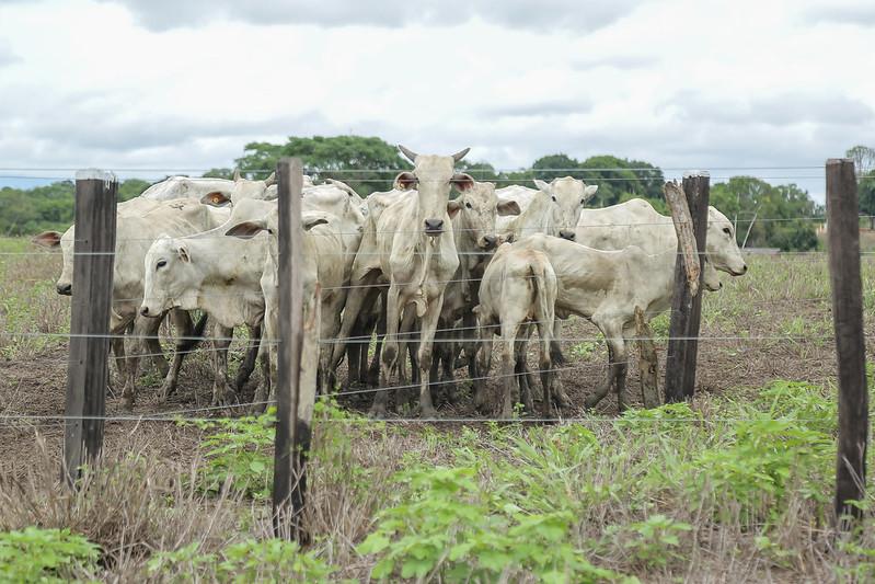 Presidente da Comissão de Agricultura do Poder Legislativo visita produtores rurais de Mucajaí