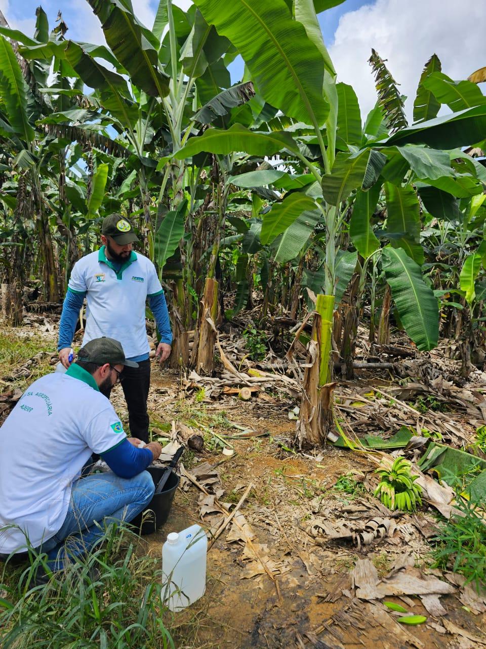 Técnicos da Aderr identificam possível ocorrência de doença em plantação de bananas