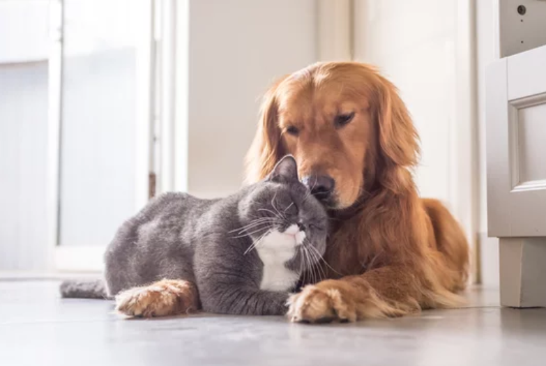 Estácio abre inscrições para o mutirão de castração de cães e gatos na Policlínica de Medicina Veterinária