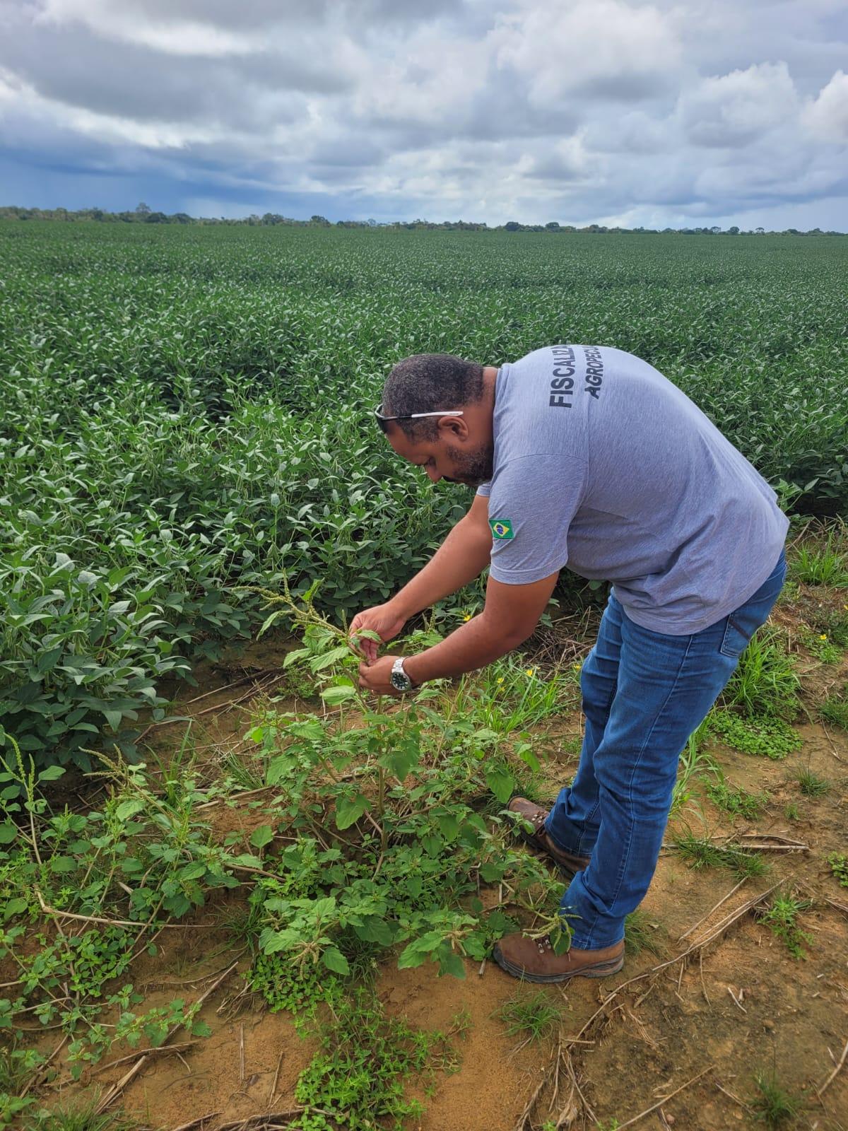 Combate ao Caruru Gigante: Medidas Preventivas em Roraima.