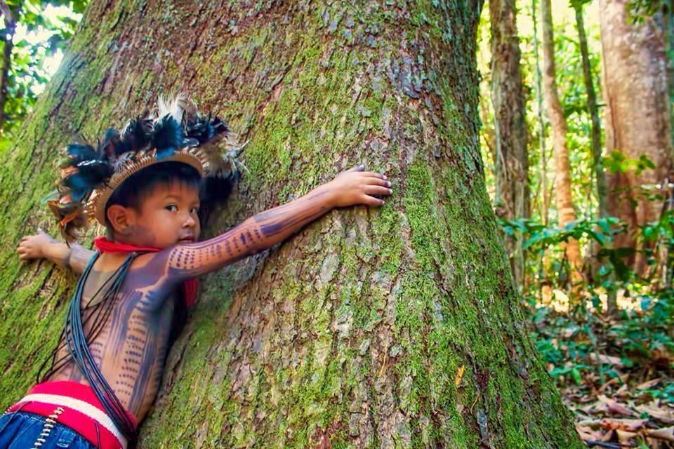 Dia de Proteção às Florestas: Preservando o Pulmão do Mundo