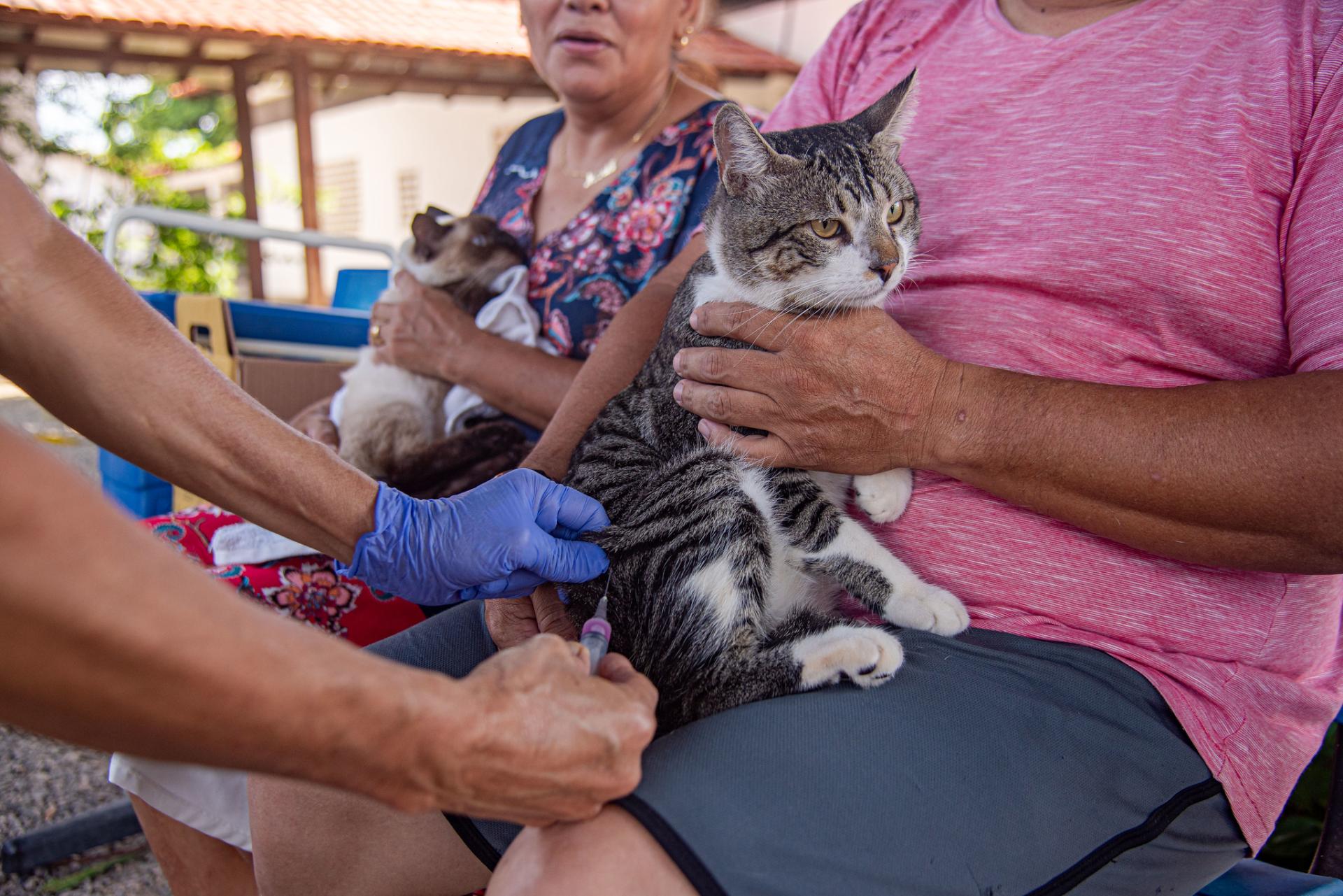 Prefeitura imuniza mais de 6 mil animais contra a raiva em primeiro dia de campanha