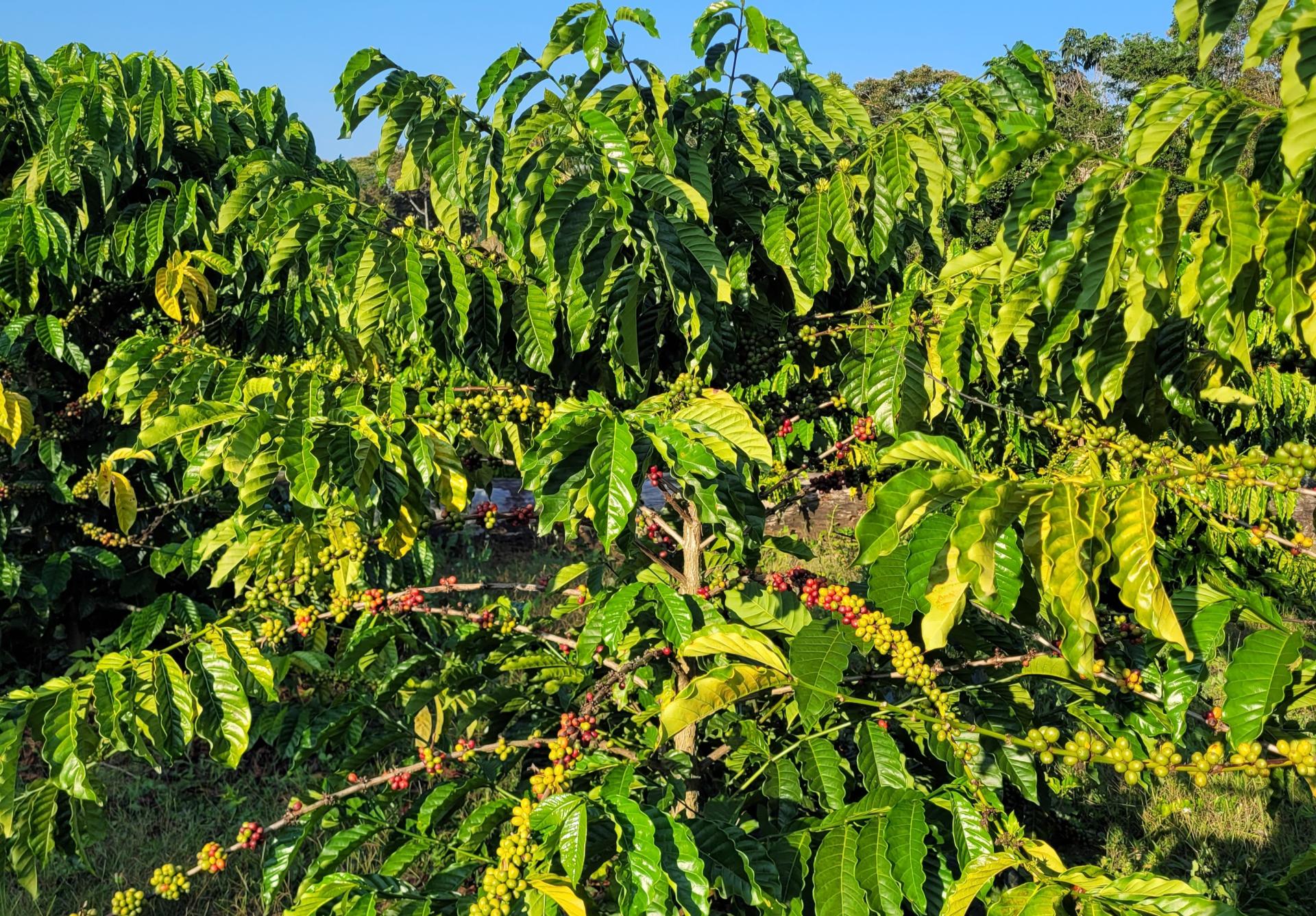 Empresa familiar indígena produz café especial 100% arábica e se destaca no mercado roraimense